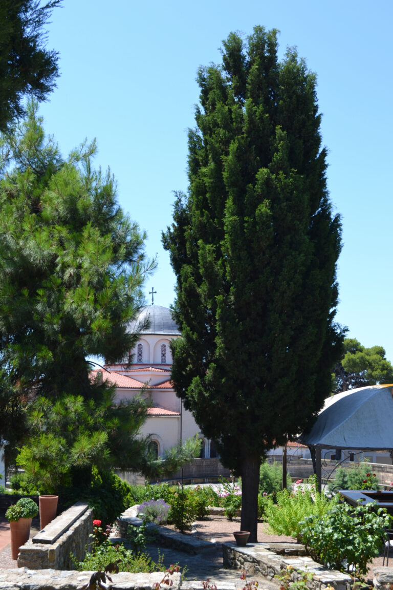 Cypress Tree in the gardens of Mohammed Ali's House
