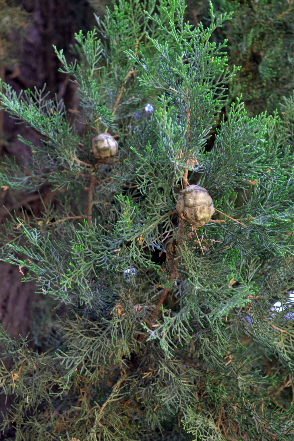 Cypress Tree in the gardens of Mohammed Ali's House