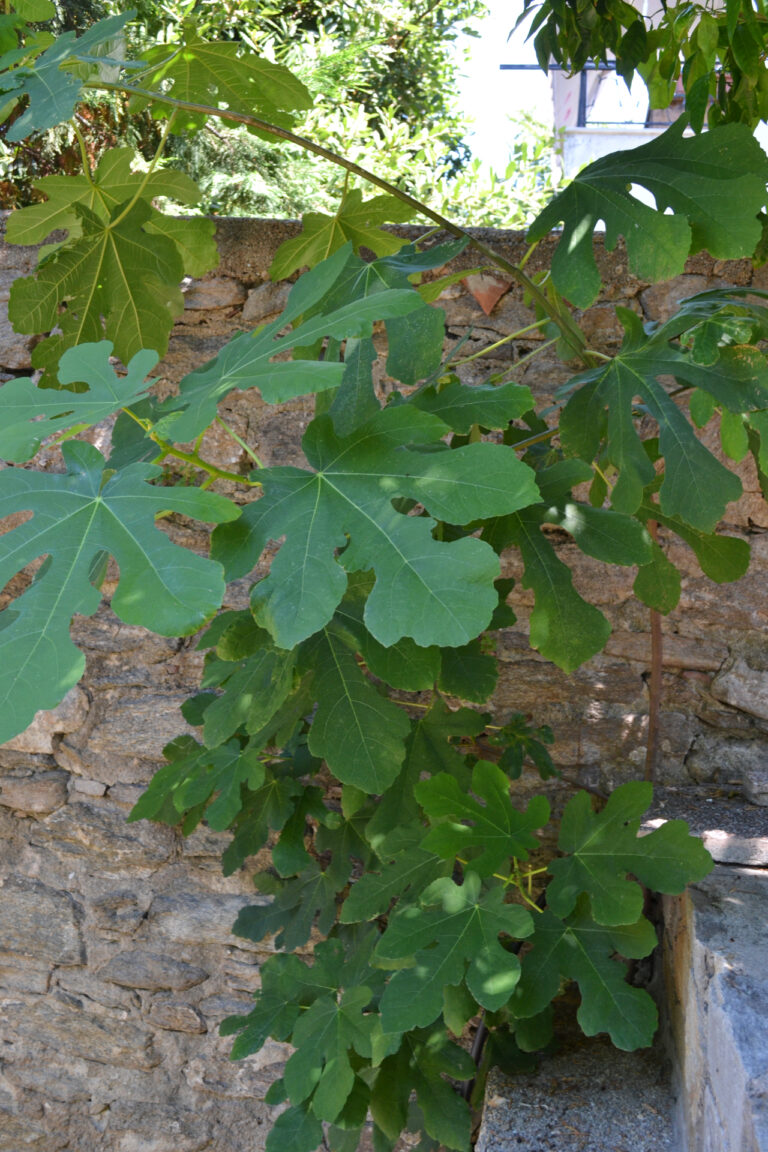 Fig Tree in the gardens of Mohammed Ali's House