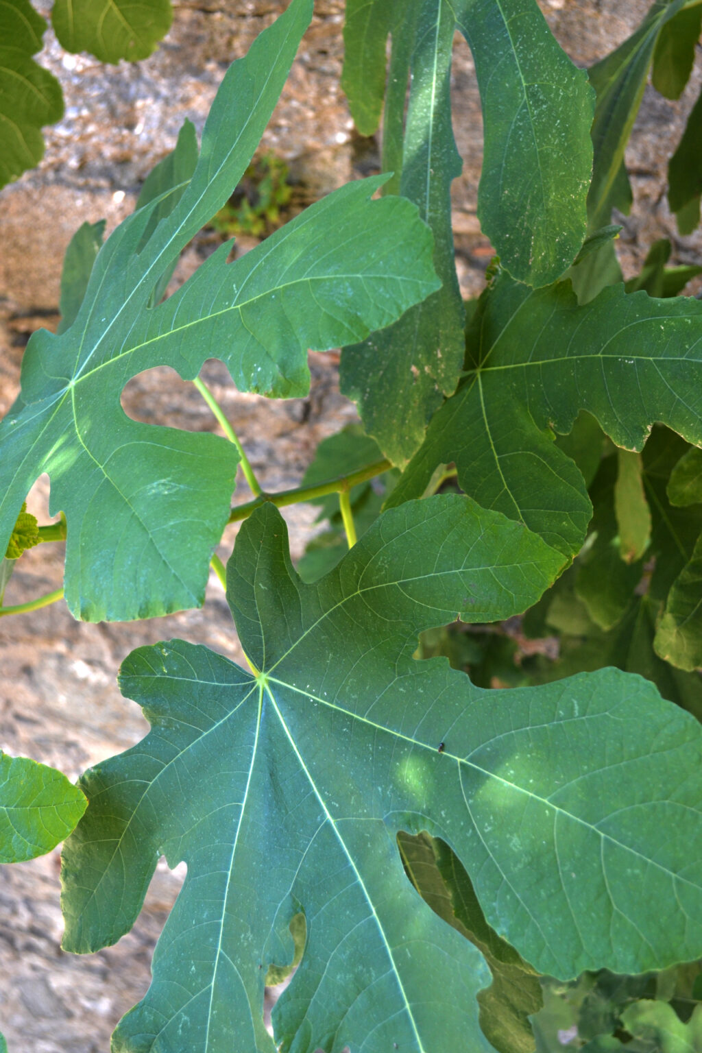 Fig Tree in the gardens of Mohammed Ali's House