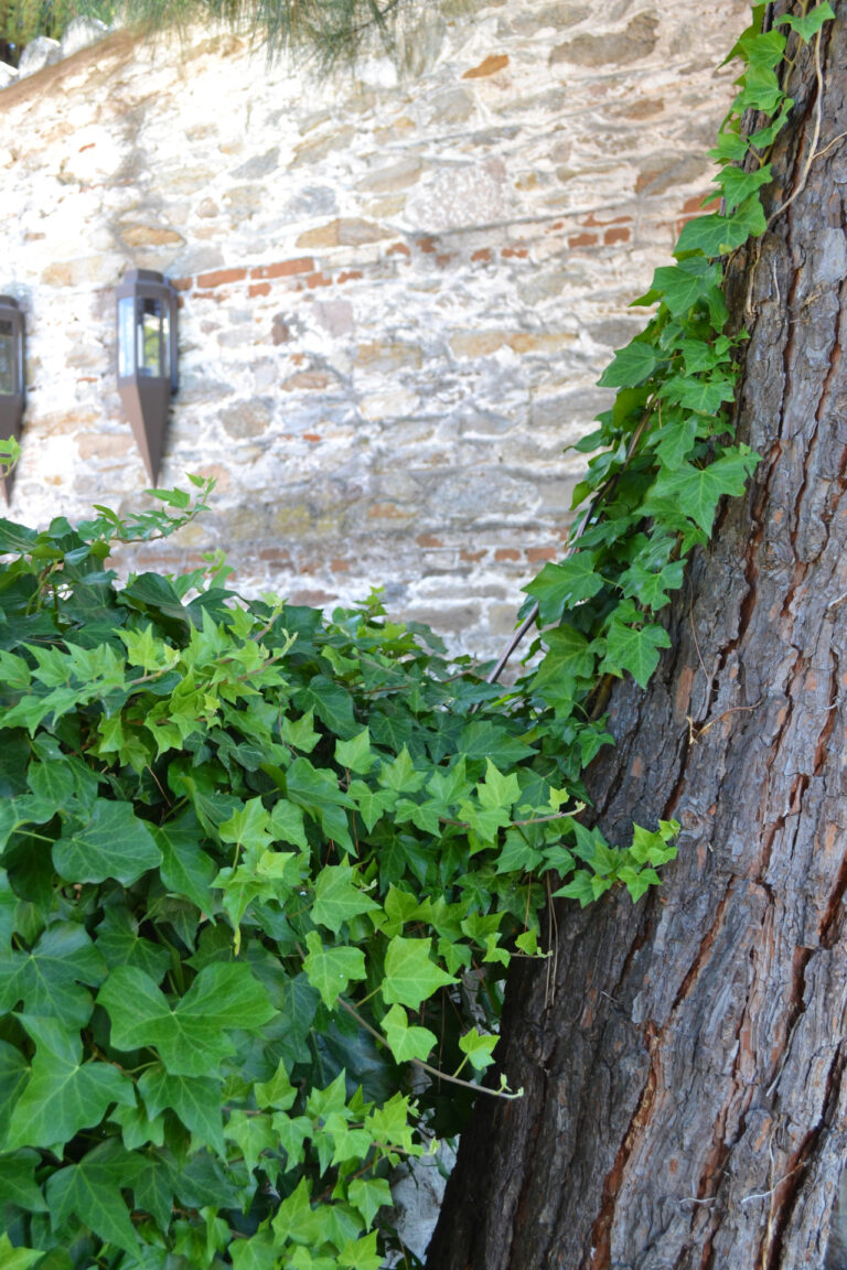 Ivy in the gardens of Mohammed Ali's House