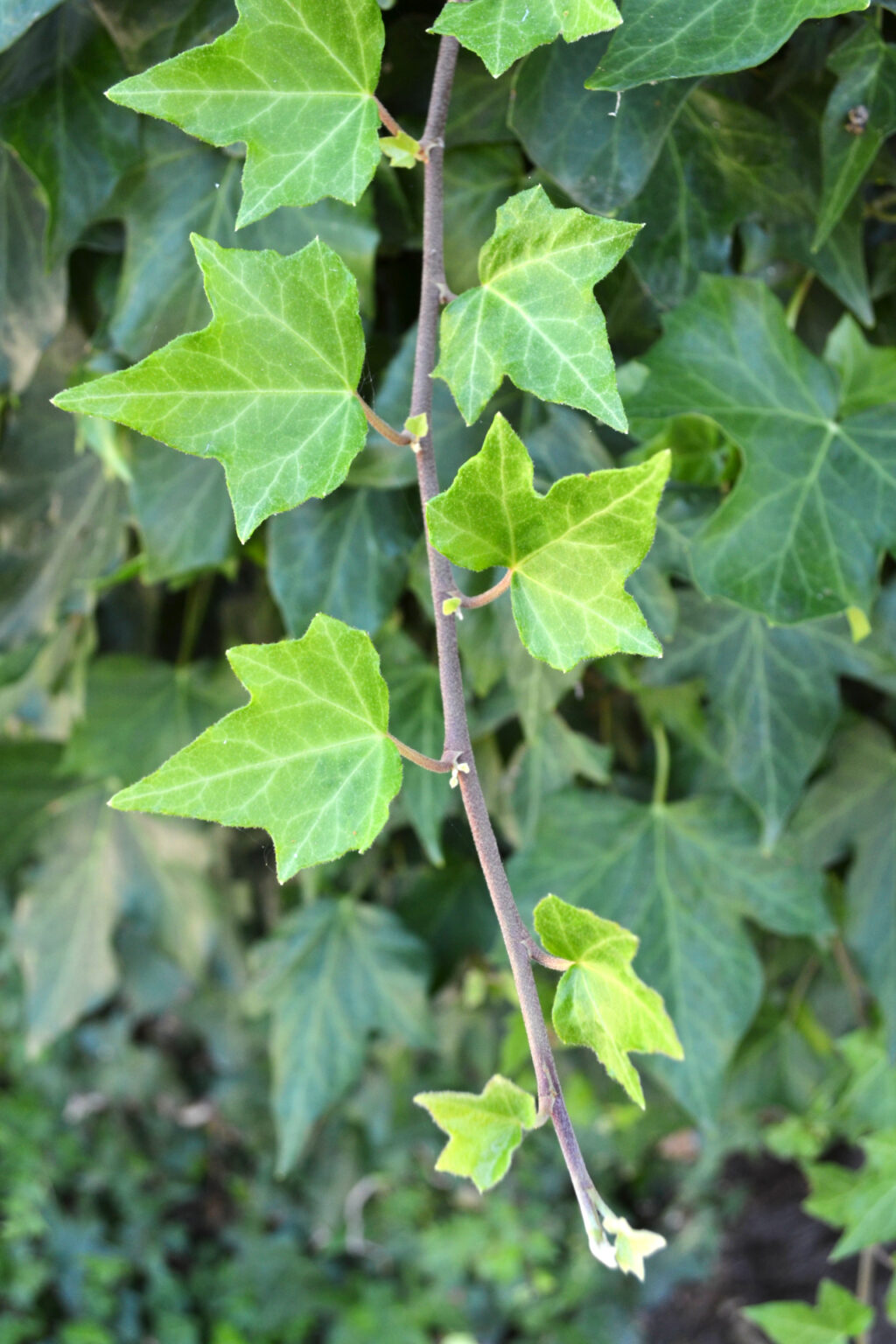 Ivy in the gardens of Mohammed Ali's House