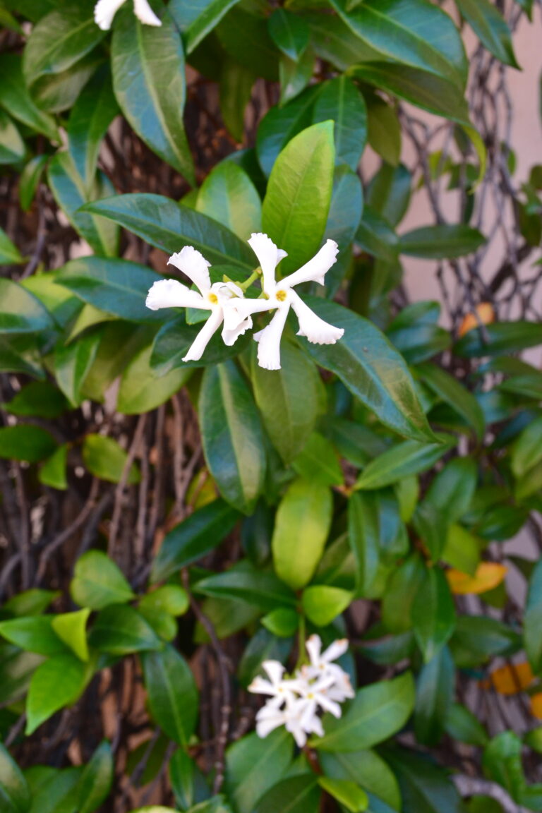 Jasmine in the gardens of Mohammed Ali's House