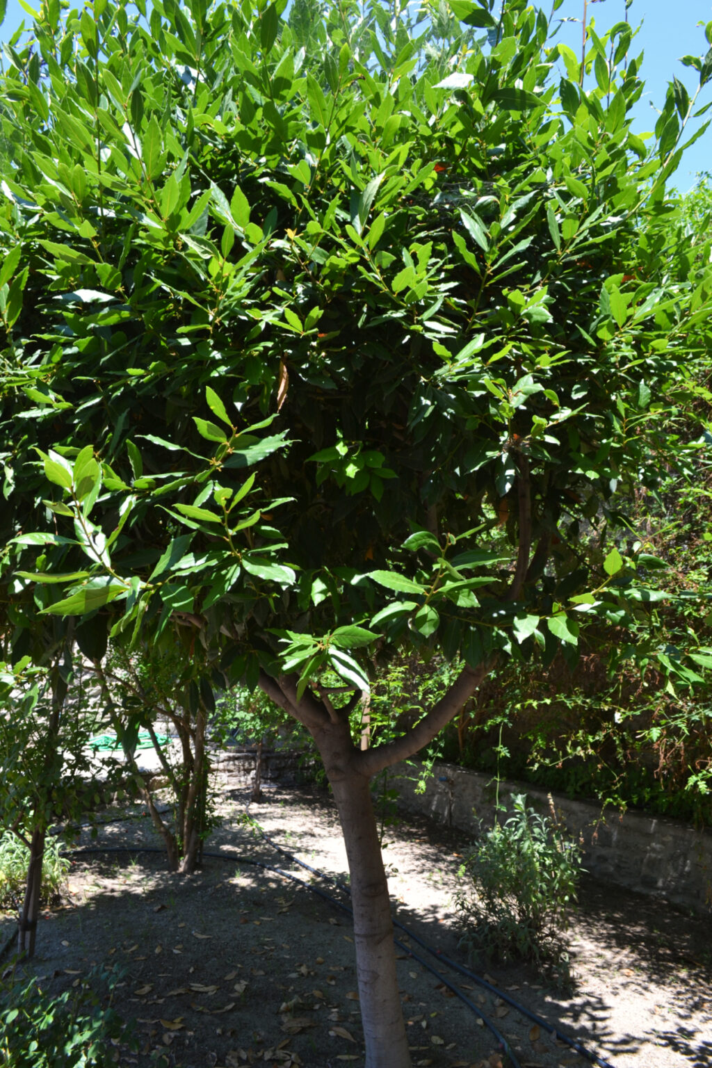 Laurel in the gardens of Mohammed Ali's House