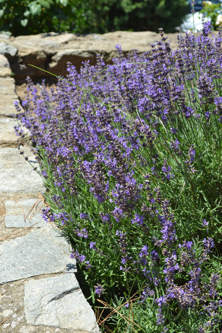 Lavender in the gardens of Mohammed Ali's House