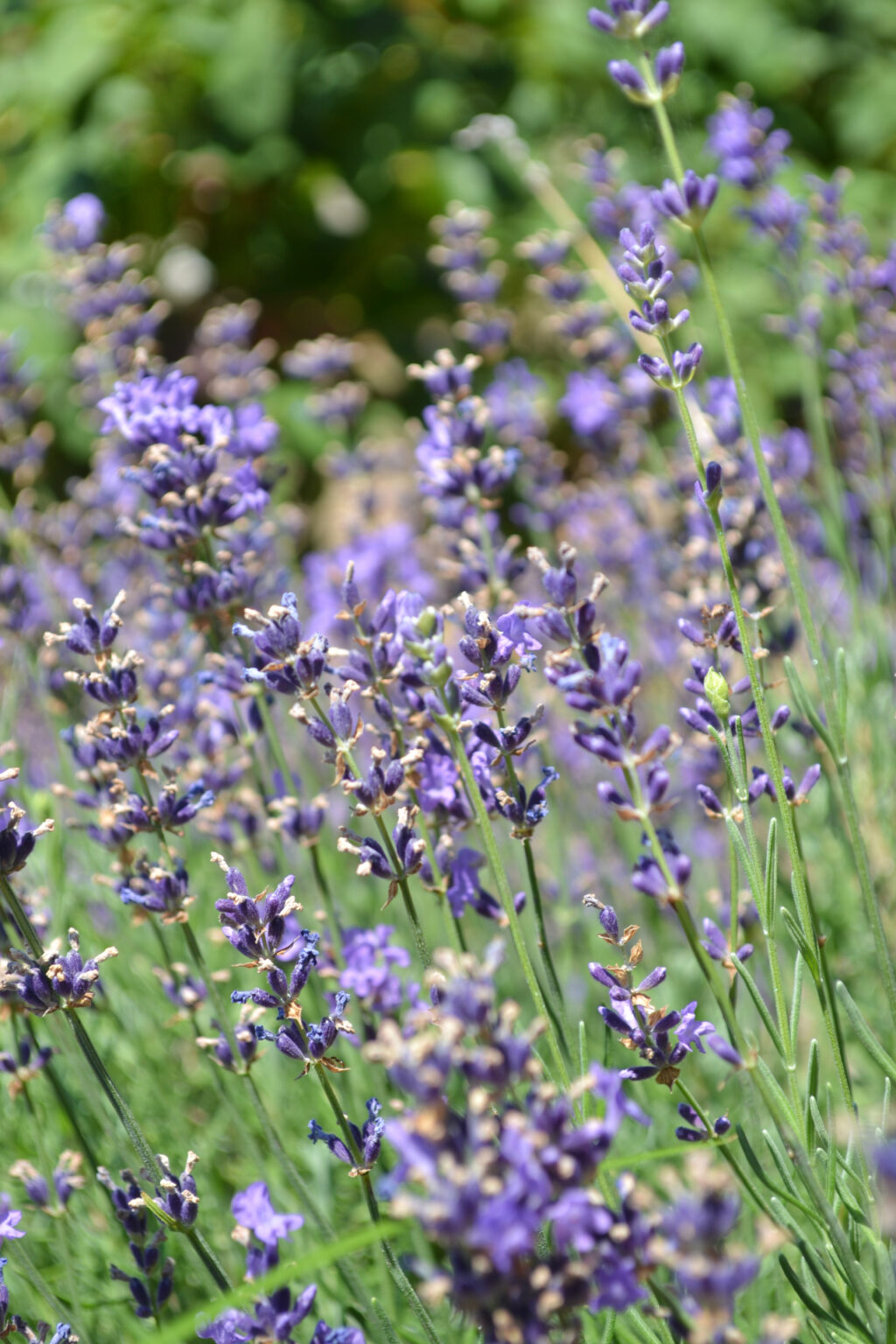 Lavender in the gardens of Mohammed Ali's House