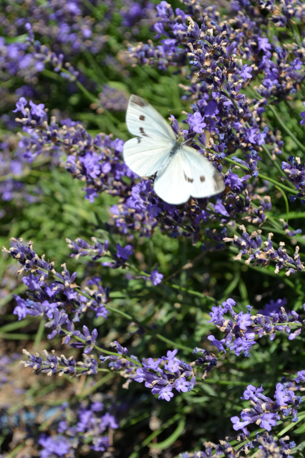 Lavender in the gardens of Mohammed Ali's House