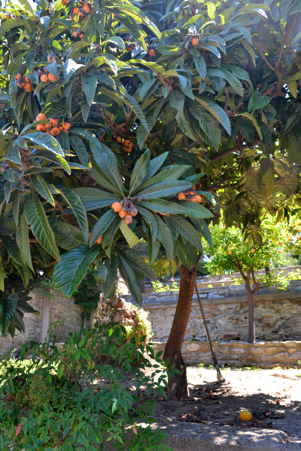 Loquat Tree in the gardens of Mohammed Ali's House