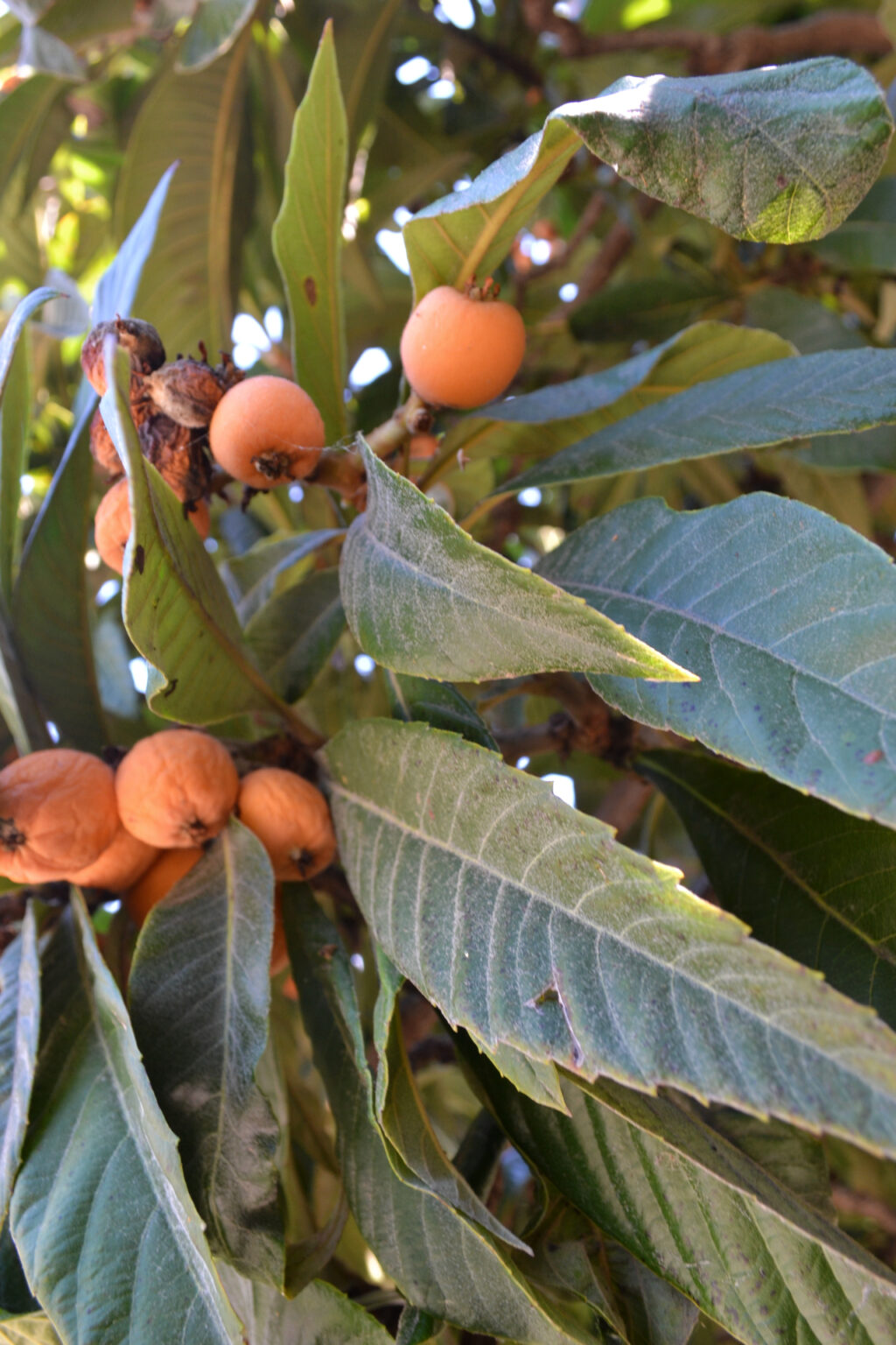 Loquat Tree in the gardens of Mohammed Ali's House