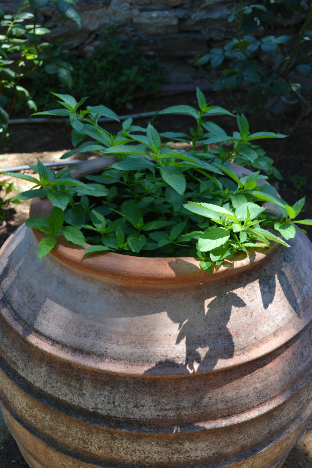 Mint in the gardens of Mohammed Ali's House