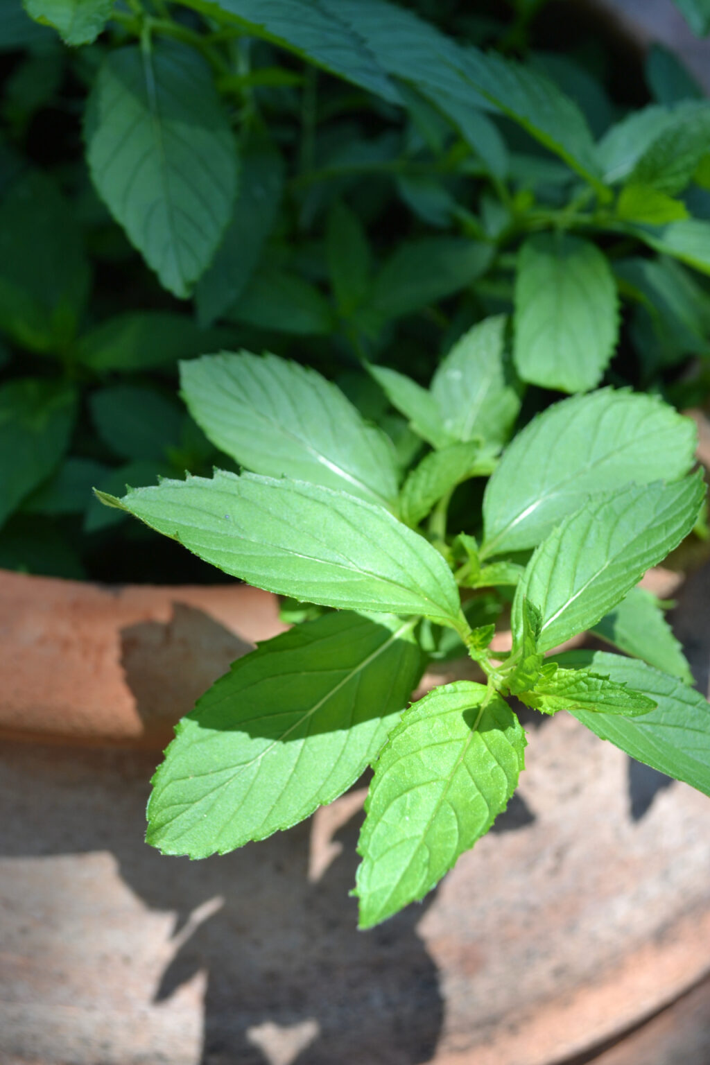 Mint in the gardens of Mohammed Ali's House