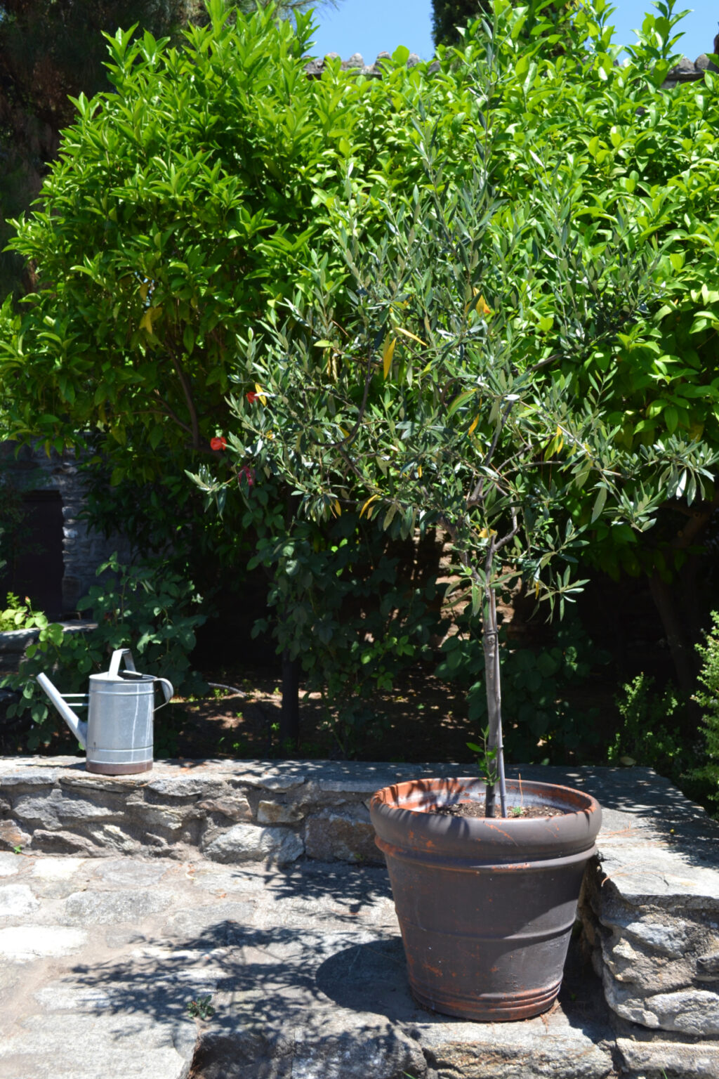 Olive Tree in the gardens of Mohammed Ali's House
