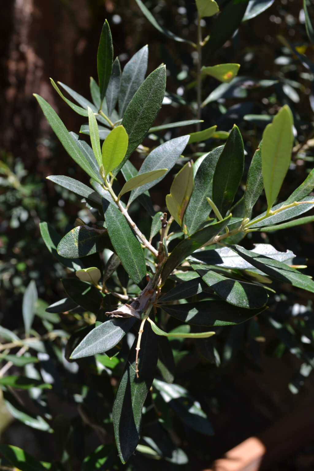 Olive Tree in the gardens of Mohammed Ali's House