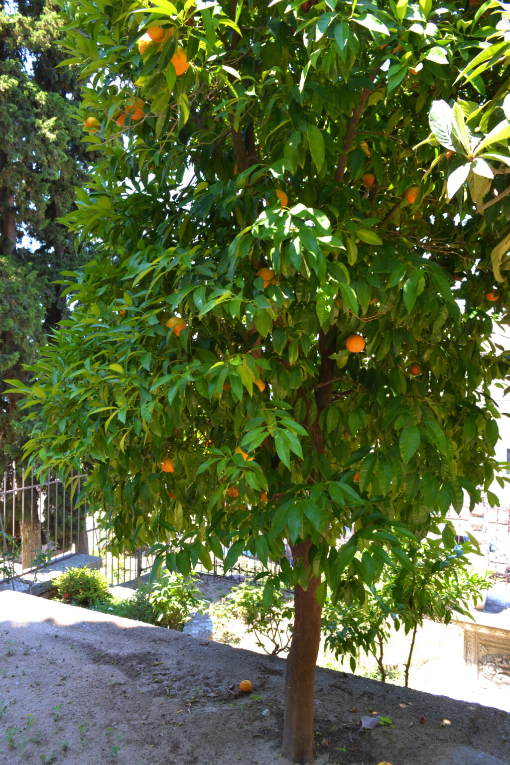 Orange Tree in the gardens of Mohammed Ali's House