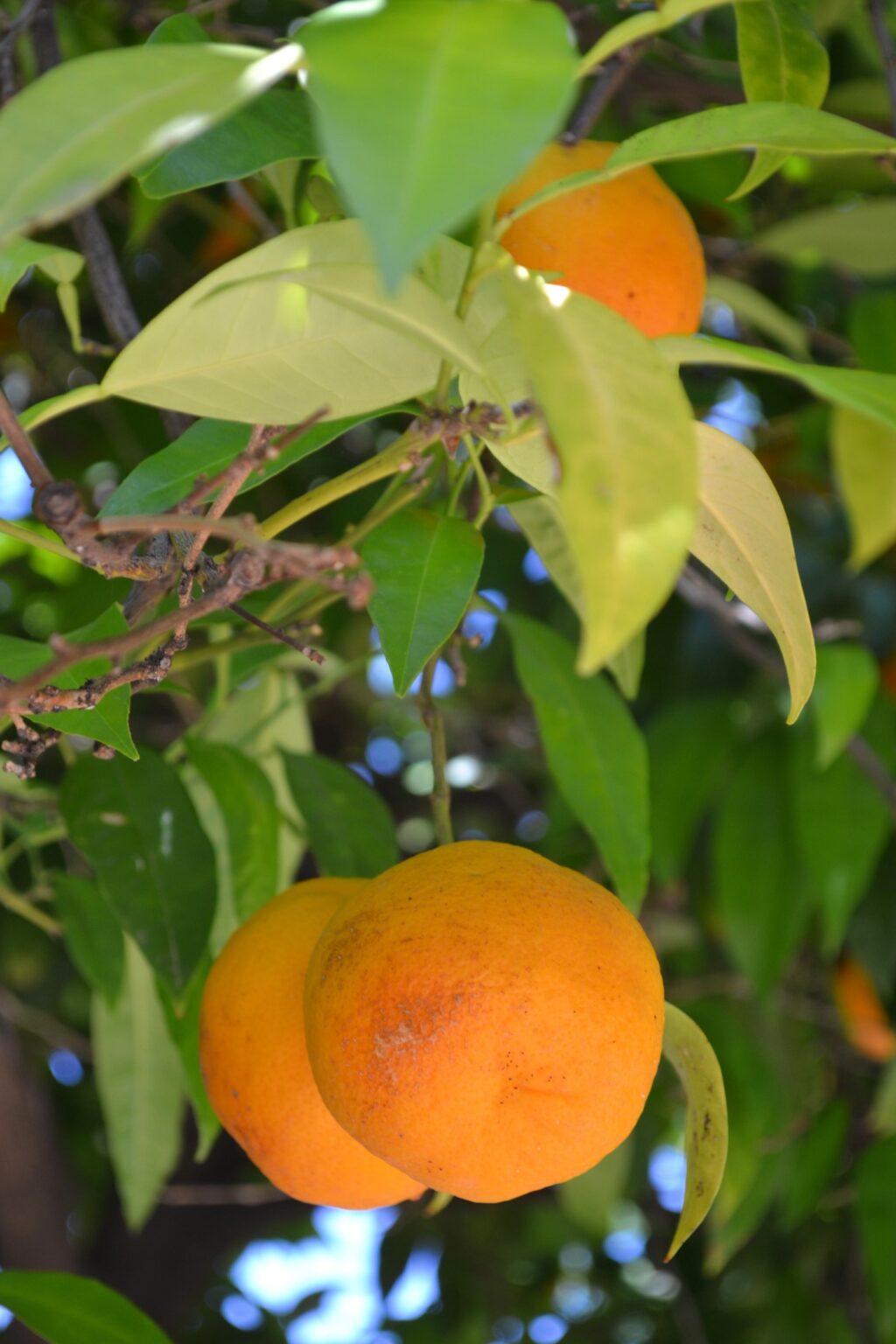 Orange Tree in the gardens of Mohammed Ali's House