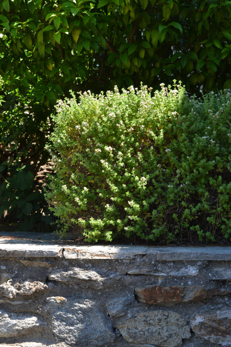 Oregano in the gardens of Mohammed Ali's House