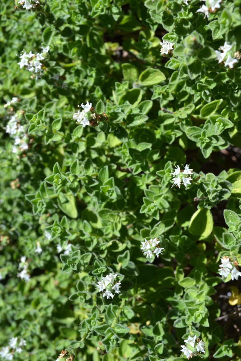 Oregano in the gardens of Mohammed Ali's House