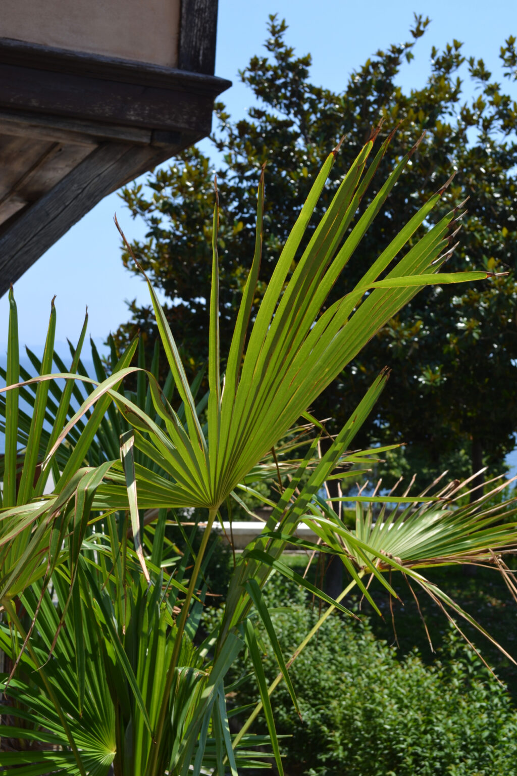 Palm Tree in the gardens of Mohammed Ali's House