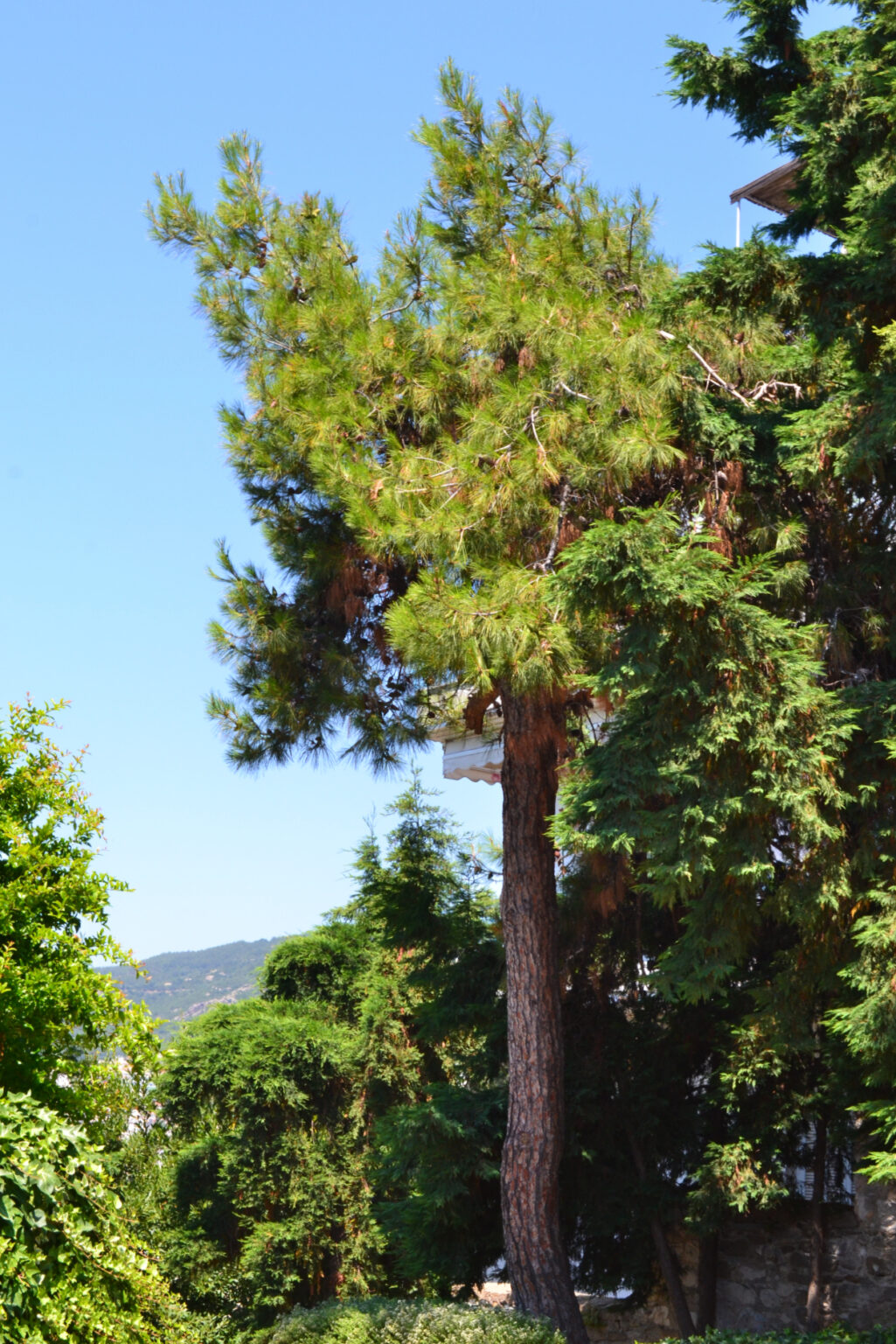 Pine Tree in the gardens of Mohammed Ali's House
