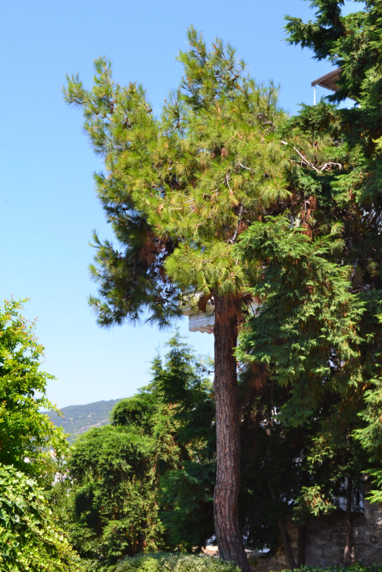 Pine Tree in the gardens of Mohammed Ali's House