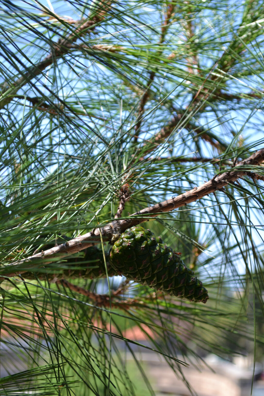 Pine Tree in the gardens of Mohammed Ali's House