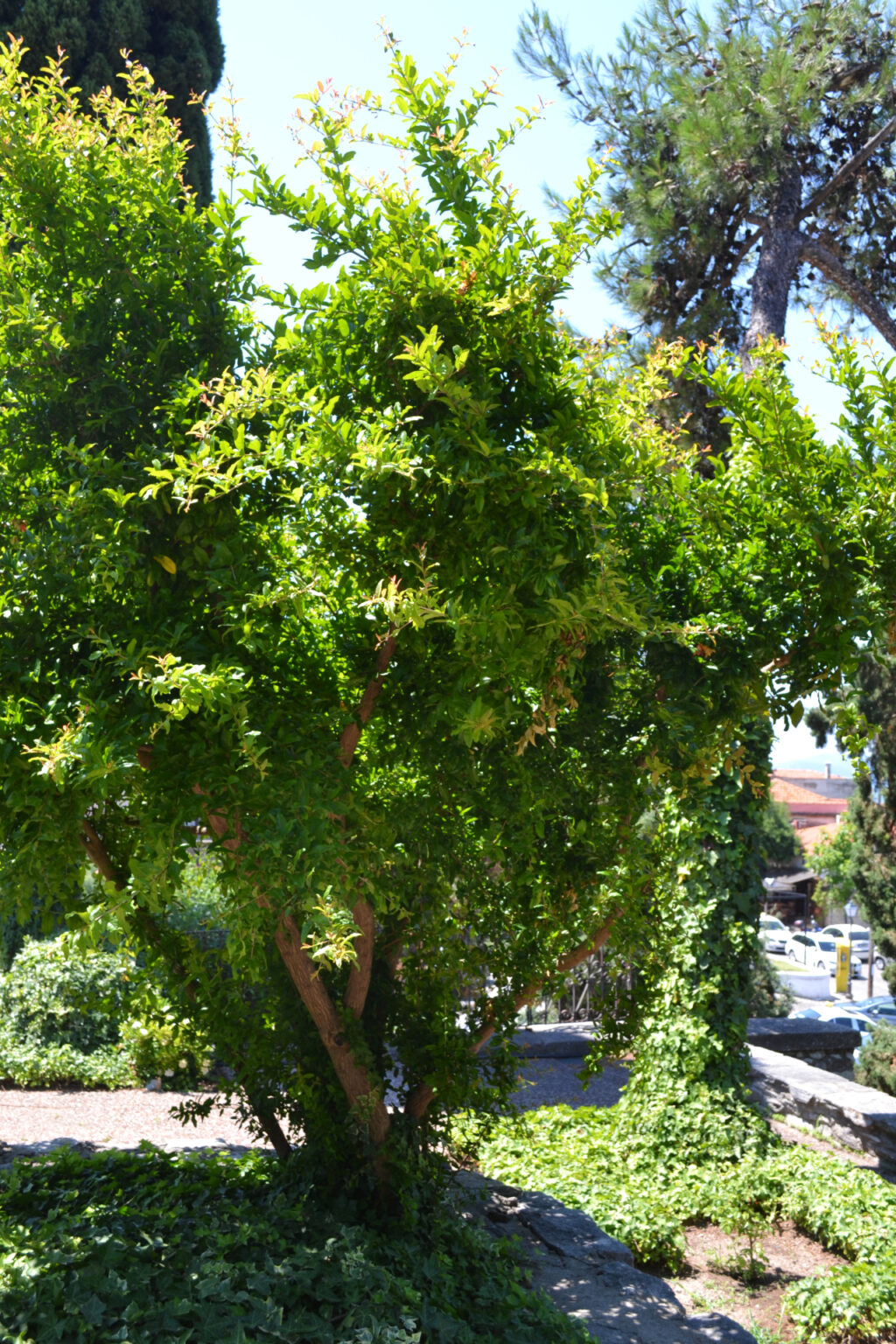 Pomegranate Tree in the gardens of Mohammed Ali's House