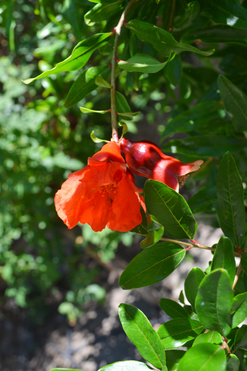 Pomegranate Tree in the gardens of Mohammed Ali's House