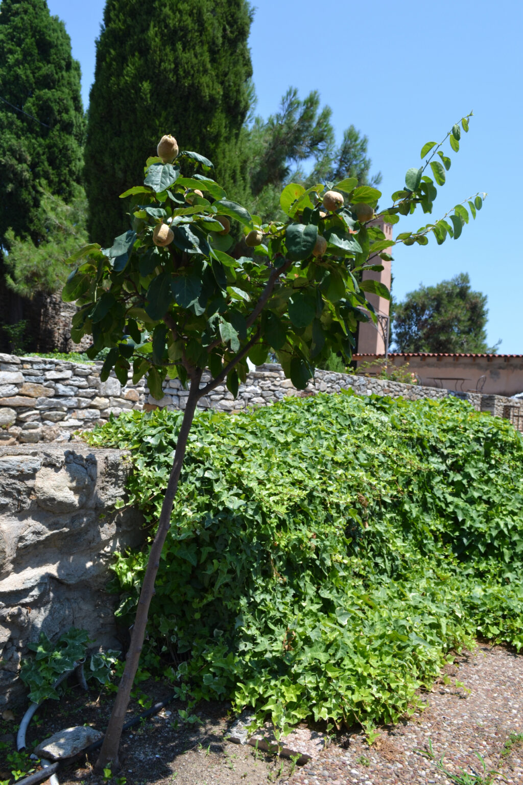 Quince Tree in the gardens of Mohammed Ali's House