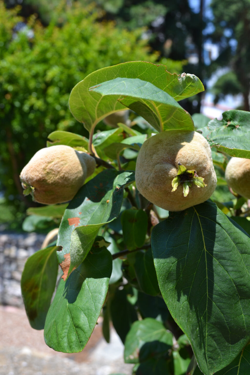 Quince Tree in the gardens of Mohammed Ali's House