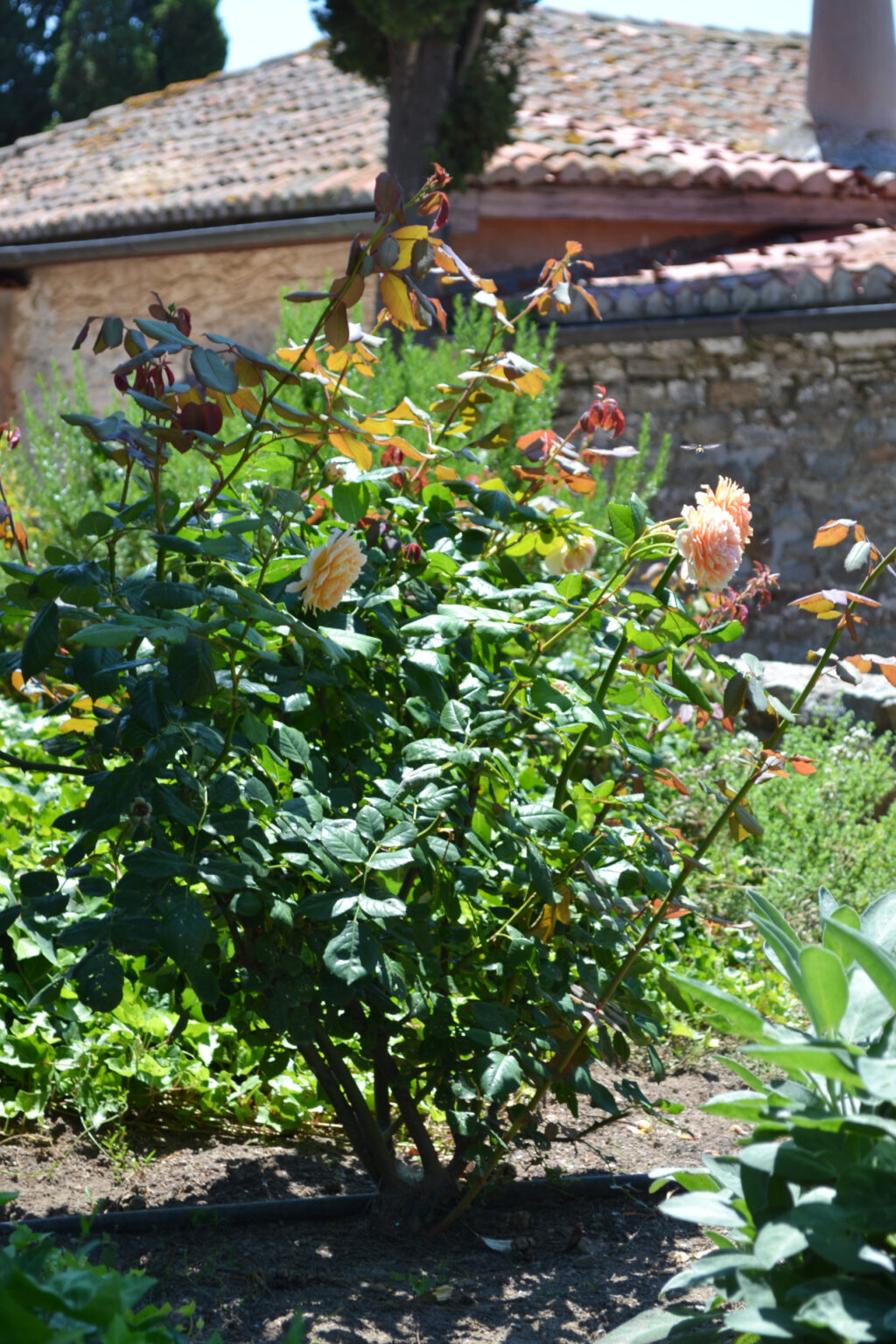Rose Bush in the gardens of Mohammed Ali's House