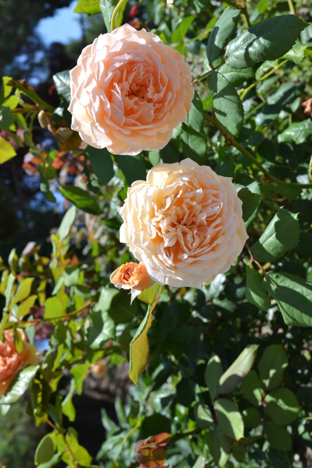 Rose Bush in the gardens of Mohammed Ali's House