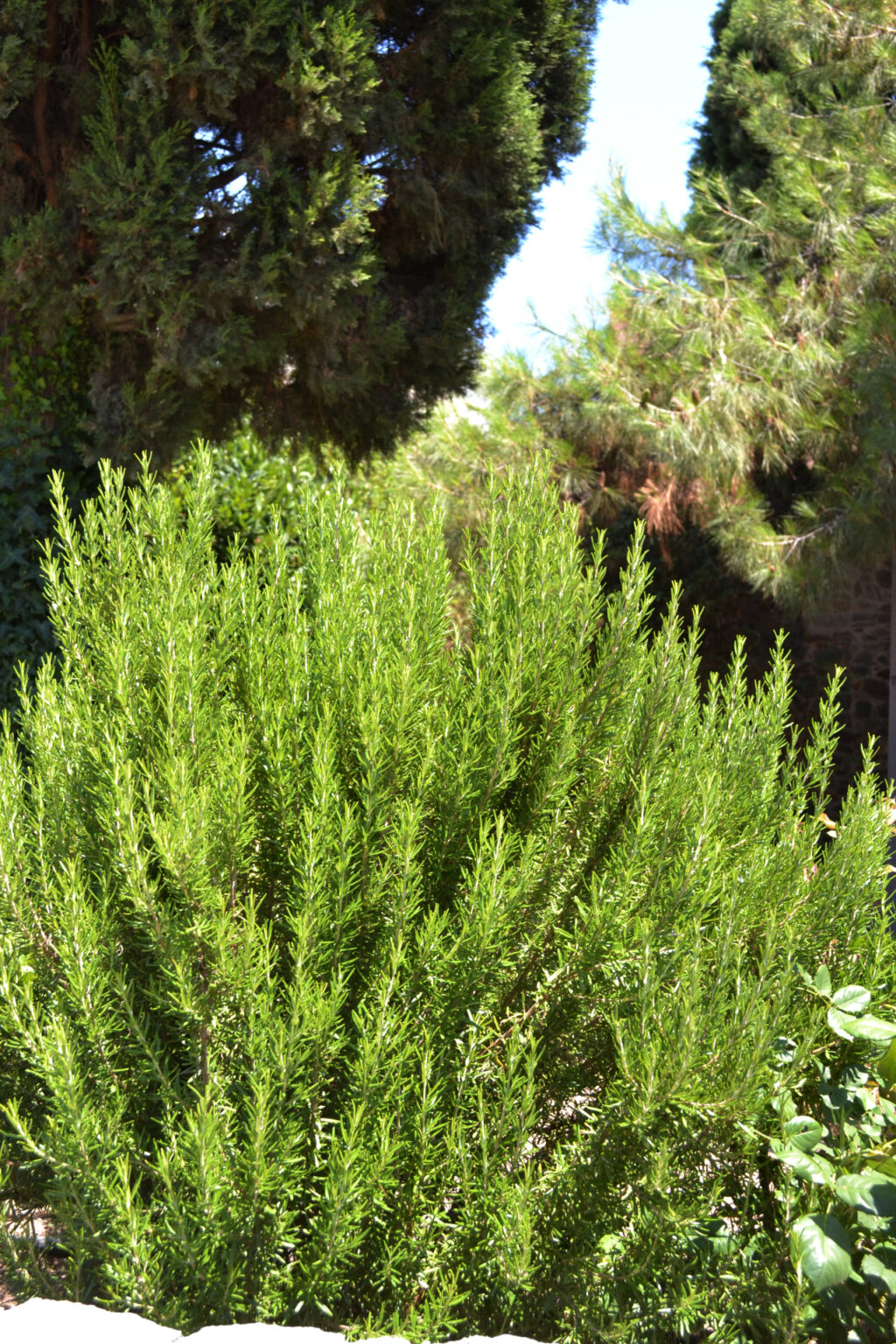 Center Linear Rosemary - Moha - Research Center