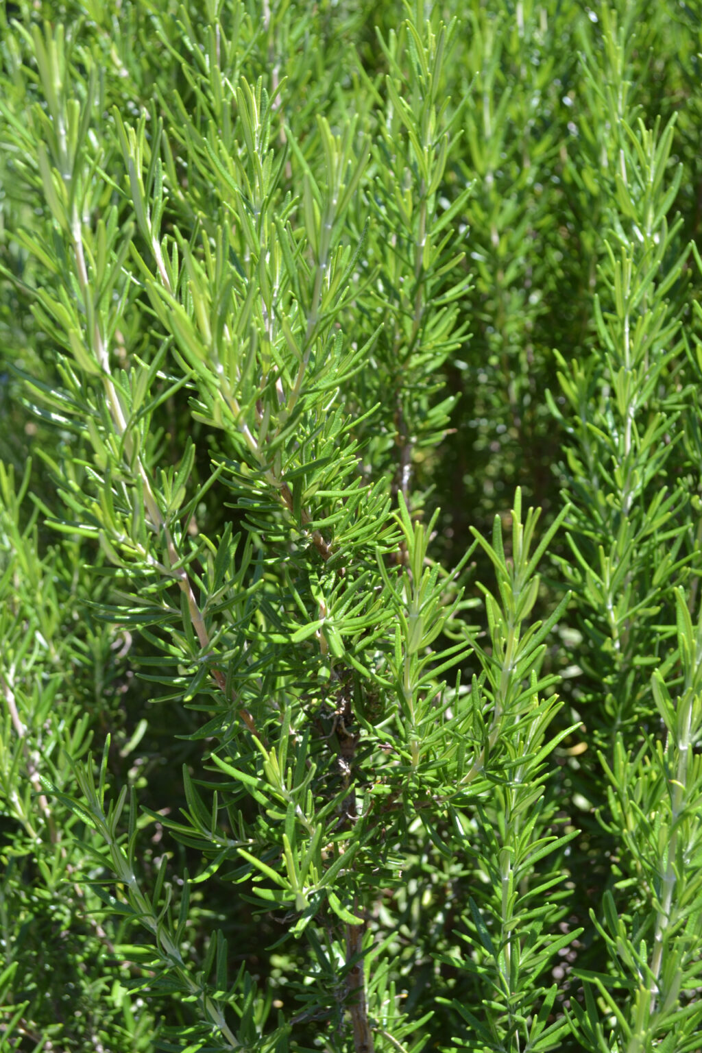 Center Linear Rosemary - Moha - Research Center