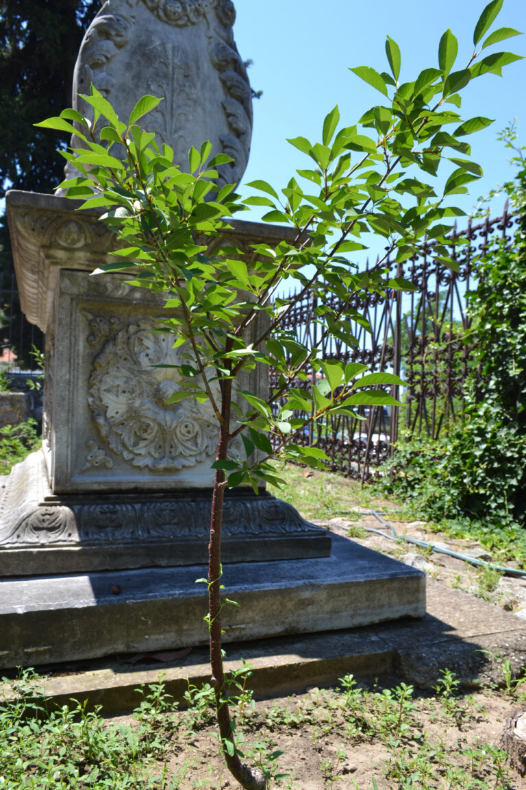 Sour Cherry in the gardens of Mohammed Ali's House
